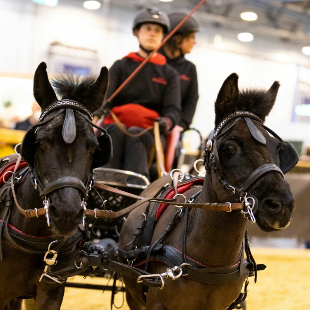 led screen horse event - agoria